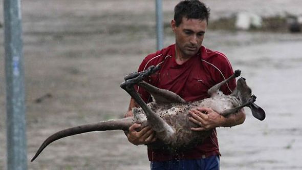 a-man-who-risked-his-life-to-rescue-a-kangaroo-in-queensland_s-floods